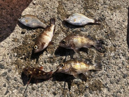 のんびりサビキ釣り