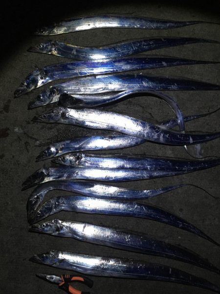 ぼちぼちかな？