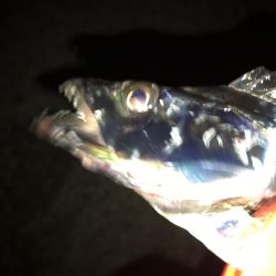 アタリが遠い。