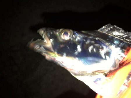 アタリが遠い。