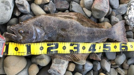 今日は良型ヒラメ！