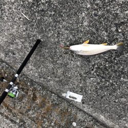 ショアジギング