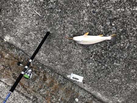 ショアジギング