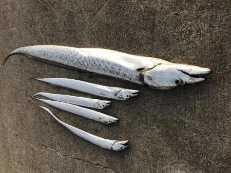 久しぶりのドラゴン