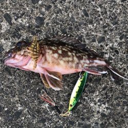 初ヒラマサ求めて？