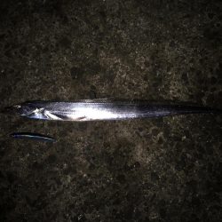 食コンのタチウオ居る？