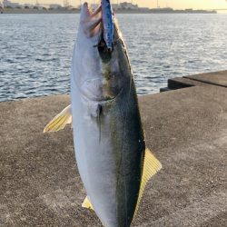 今年の青物も終わり？