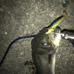 シーバスナイトゲーム秋爆体験