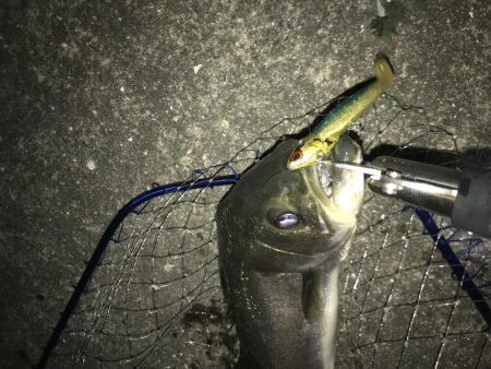 シーバスナイトゲーム秋爆体験