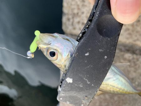 良型アジどこいった