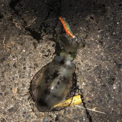 14時間滞在釣行