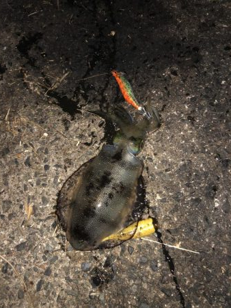 14時間滞在釣行