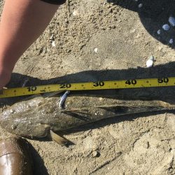 フラットフィッシュ好調