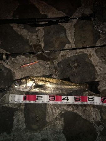 津井港　夜シーバス