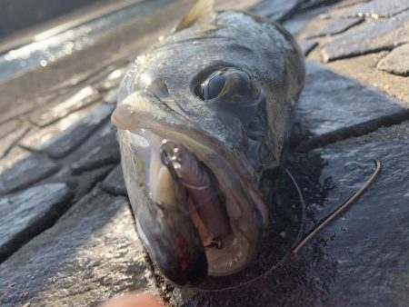 今年ラスト釣行。