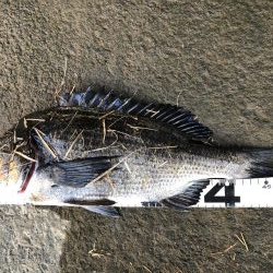 イチノ兄弟、釣果!