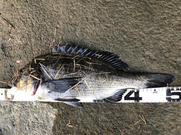 イチノ兄弟、釣果!