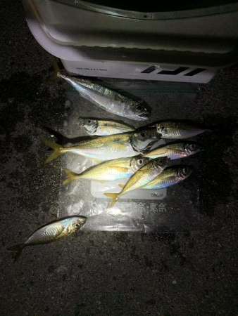 姫路港アジング釣果