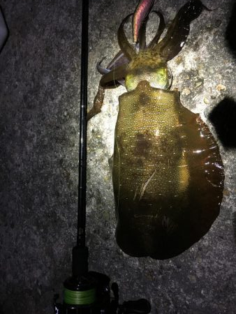 アオリイカ好調