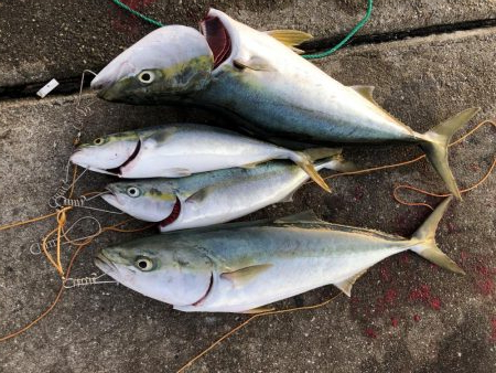 メジロ2匹は疲れる…