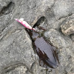 ウミガメだらけ!