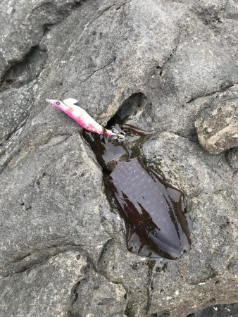 ウミガメだらけ！