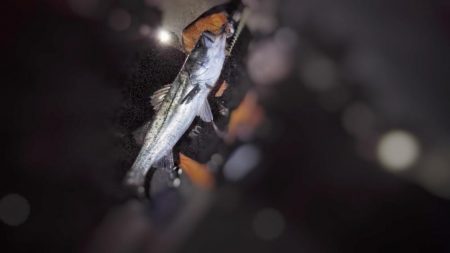 青物のちシーバス