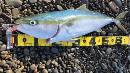 久しぶりの青物！