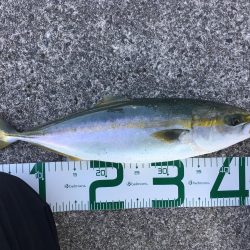 ナイスサイズ！ハマチ！