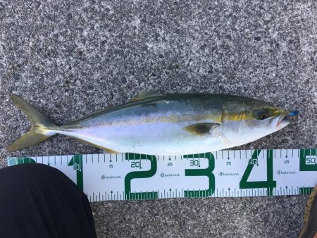 ナイスサイズ！ハマチ！