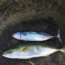 新鹿釣果