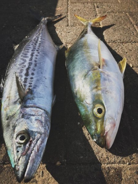 荒れた状態のコスモは釣れりのか