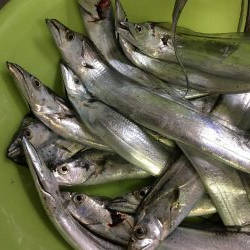 マリンピアで人爆