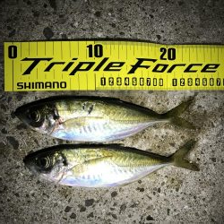 アジング淡路遠征撃沈