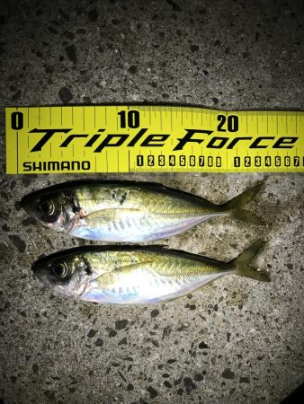 アジング淡路遠征撃沈