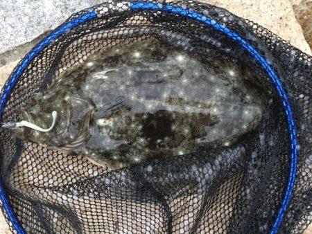 フラットフィッシング