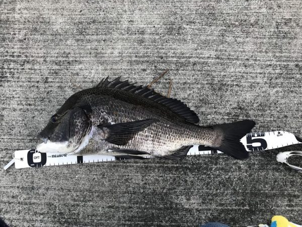 イチノ兄弟、釣果！