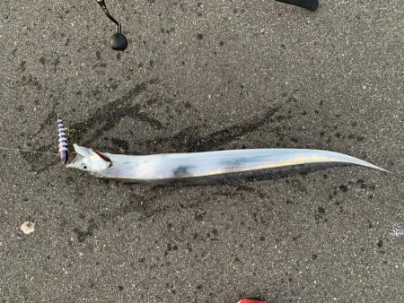 好調、湾奥タチウオ