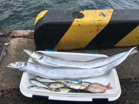 エサ釣りが渋い時はテンヤ 太刀魚