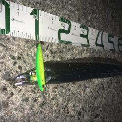 足元に現れた！