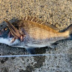 初フカセ！チヌ8枚！！