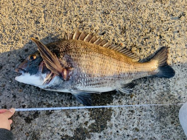 初フカセ！チヌ8枚！！