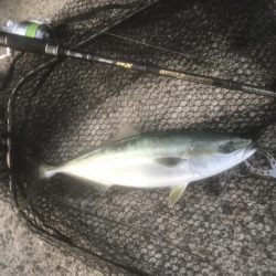 ハマチ・タチウオ