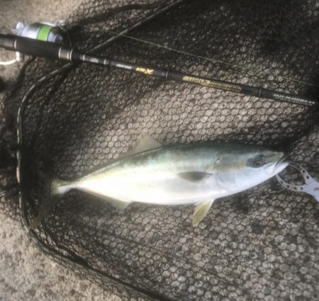 ハマチ・タチウオ