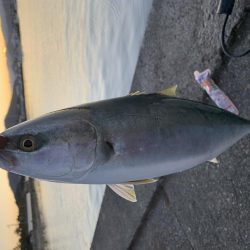 泳がせ釣りにて