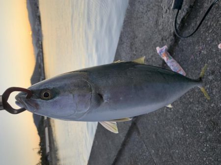 泳がせ釣りにて