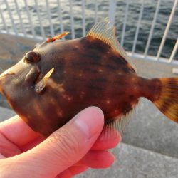 前回と違い今回のカワハギは渋い