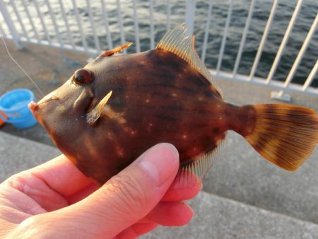 前回と違い今回のカワハギは渋い