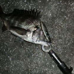 釣り人が増えてきて‥