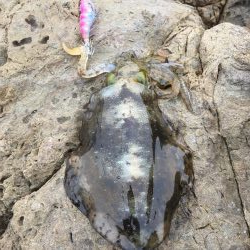 サイズアップならず…